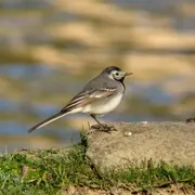 Les oiseaux des villes dans les parc et les jardin de l'Auzette