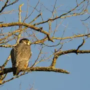 Sortie Bord de Vienne