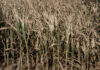 Canicules et sécheresse : un été de pertes et de désespoir pour l’agriculture Canicules et sécheresse : un été de pertes et de désespoir pour l’agriculture