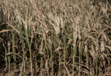 Canicules et sécheresse : un été de pertes et de désespoir pour l’agriculture