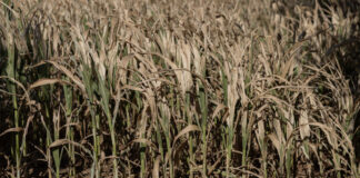 Canicules et sécheresse : un été de pertes et de désespoir pour l’agriculture
